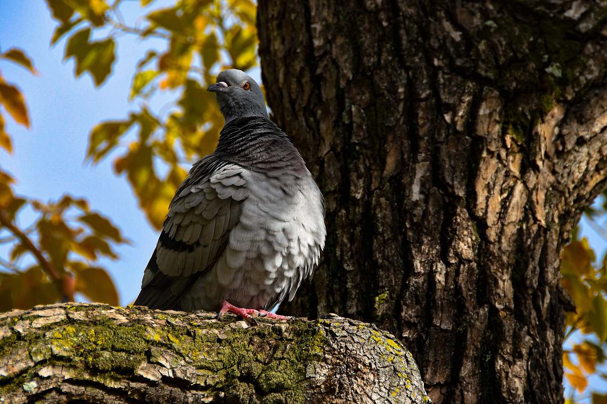 chuo ward pigeon on tree osaka